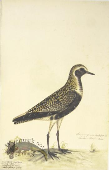 193 Swedish Birds . Charadrius Apricarius, European Golden Plove